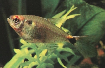 HEMIGRAMMUS OCELLIFER